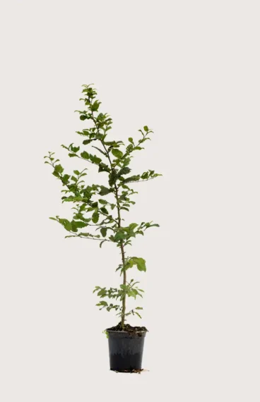 Agnbøk hekk Budsjettpakke i potte 120-160cm - Gir umiddelbar innsyn