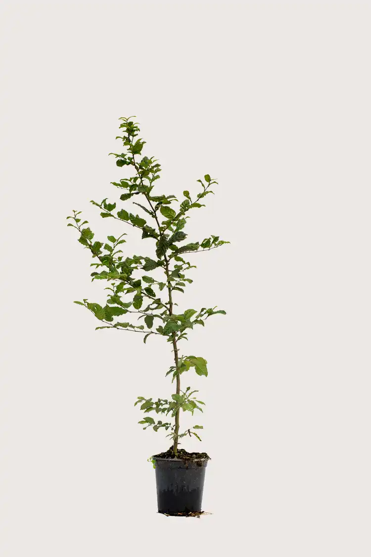Agnbøk hekk Budsjettpakke i potte 120-160cm - Gir umiddelbar innsyn