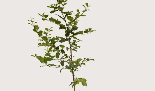 Agnbøk hekk Budsjettpakke med rotball 120-160cm - Gir umiddelbar innsyn