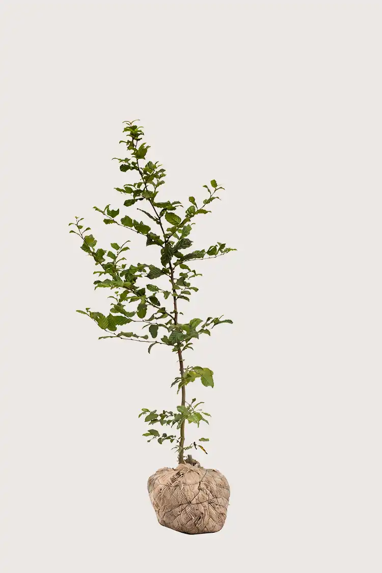 Agnbøk hekk Budsjettpakke med rotball 120-160cm - Gir umiddelbar innsyn