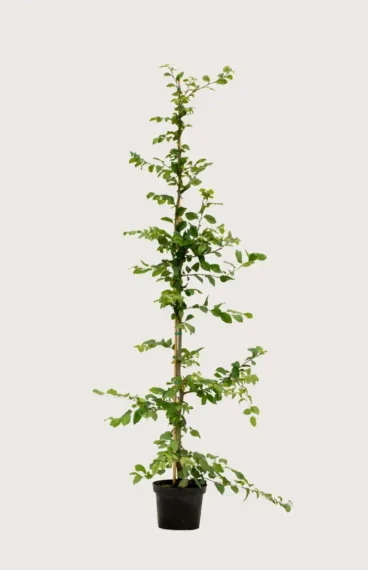Agnbøk hekk Budsjettpakke i potte 200-240cm - Gir umiddelbar innsyn