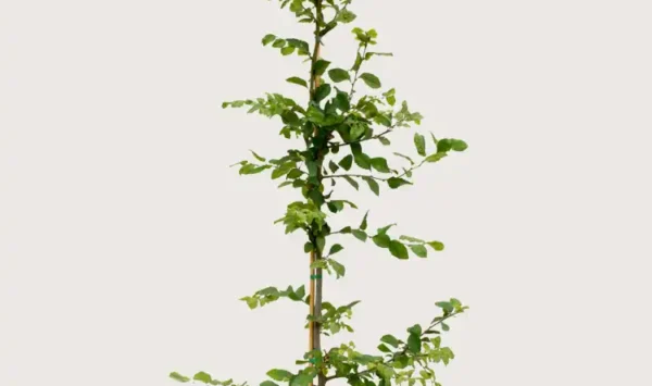 Agnbøk hekk Budsjettpakke i potte 200-240cm - Gir umiddelbar innsyn