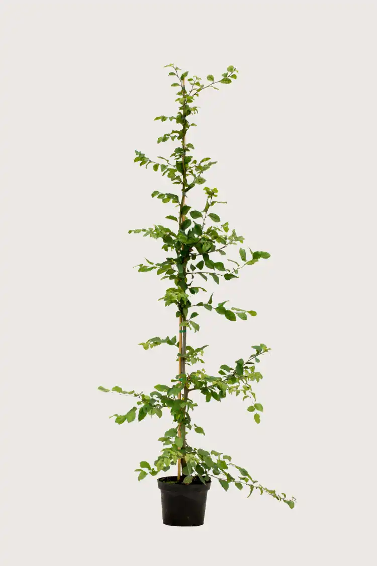 Agnbøk hekk Budsjettpakke i potte 200-240cm - Gir umiddelbar innsyn