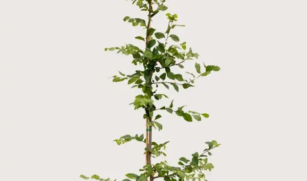 Agnbøk hekk Budsjettpakke med rotball 200-240cm - Gir umiddelbar innsyn
