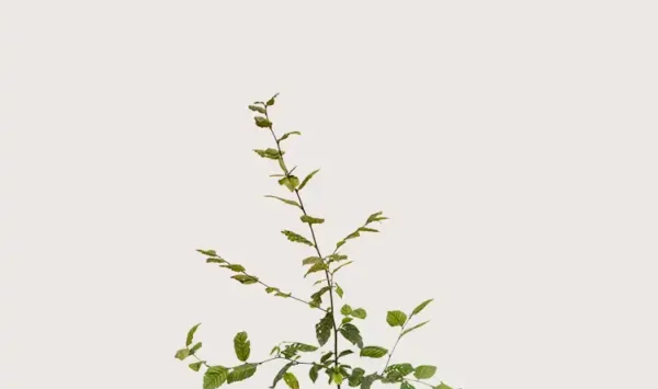 Agnbøk hekk Budsjettpakke i potte 40-80cm - Gir umiddelbar innsyn