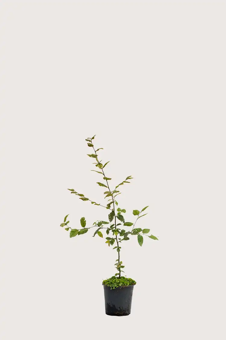 Agnbøk hekk Budsjettpakke i potte 40-80cm - Gir umiddelbar innsyn