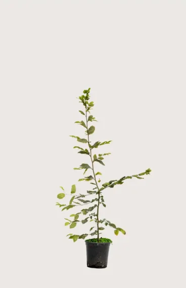 Agnbøk hekk Budsjettpakke i potte 80-120cm - Gir umiddelbar innsyn