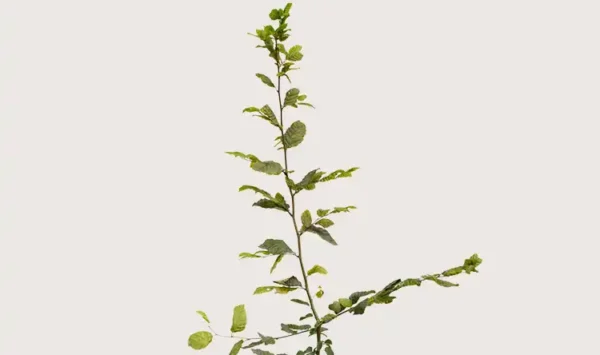Agnbøk hekk Budsjettpakke i potte 80-120cm - Gir umiddelbar innsyn