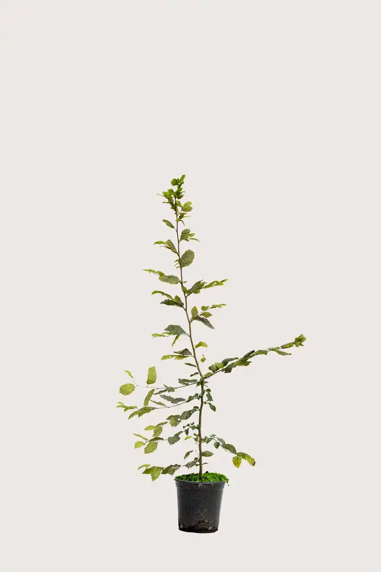 Agnbøk hekk Budsjettpakke i potte 80-120cm - Gir umiddelbar innsyn