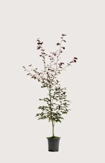 Blodbøk hekk Budsjettpakke i potte 120-160cm - Gir umiddelbar innsyn