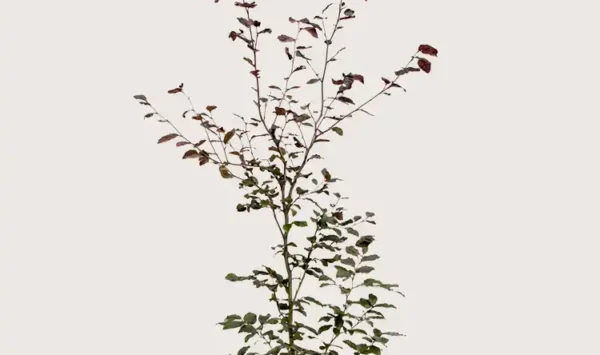 Blodbøk hekk Budsjettpakke i potte 120-160cm - Gir umiddelbar innsyn