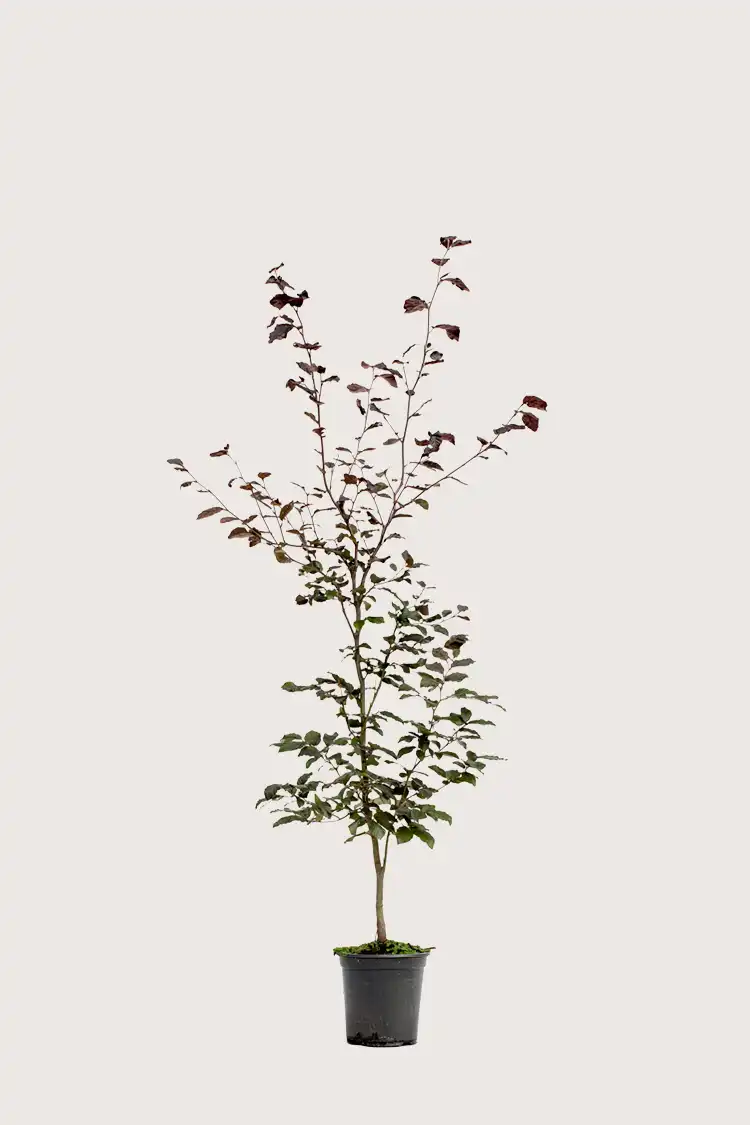 Blodbøk hekk Budsjettpakke i potte 120-160cm - Gir umiddelbar innsyn