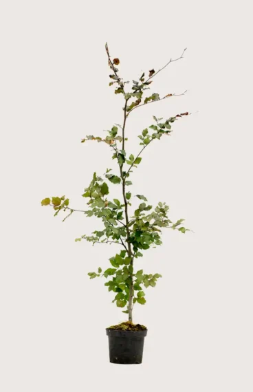 Blodbøk hekk Budsjettpakke i potte 200-240cm - Gir umiddelbar innsyn