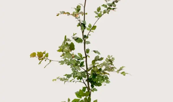 Blodbøk hekk Budsjettpakke i potte 200-240cm - Gir umiddelbar innsyn