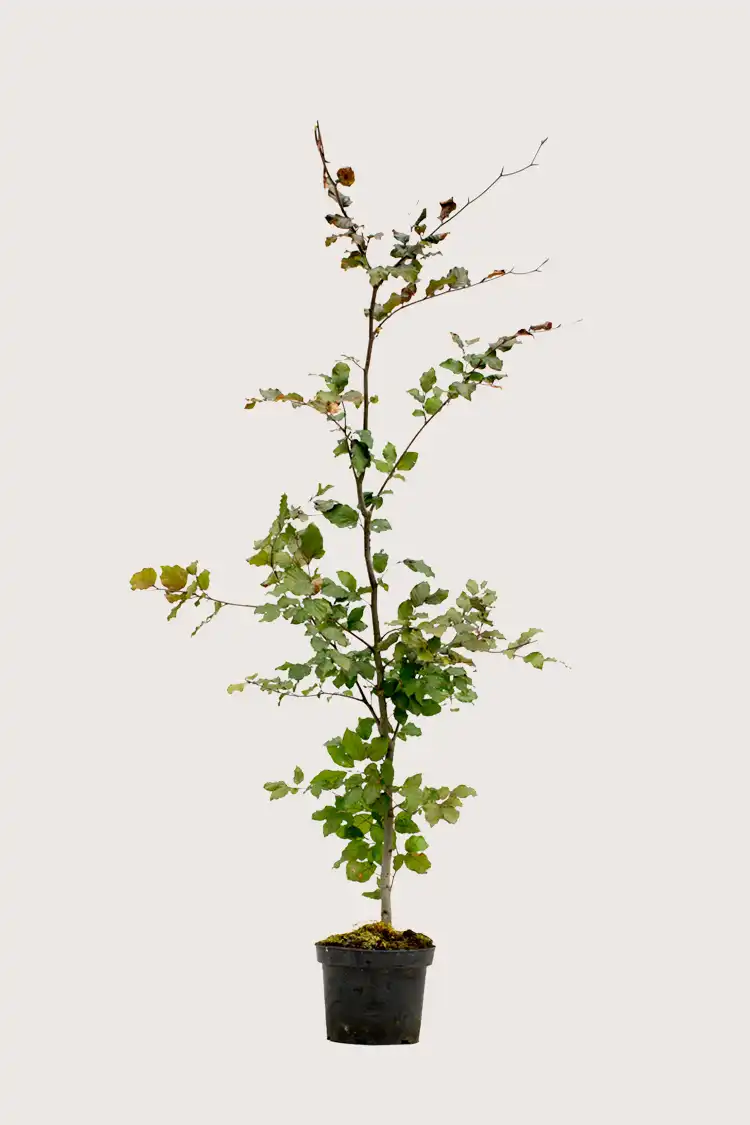 Blodbøk hekk Budsjettpakke i potte 200-240cm - Gir umiddelbar innsyn