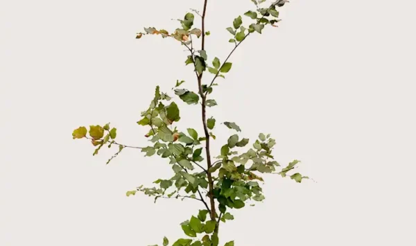 Blodbøk hekk Budsjettpakke med rotball 200-240cm - Gir umiddelbar innsyn