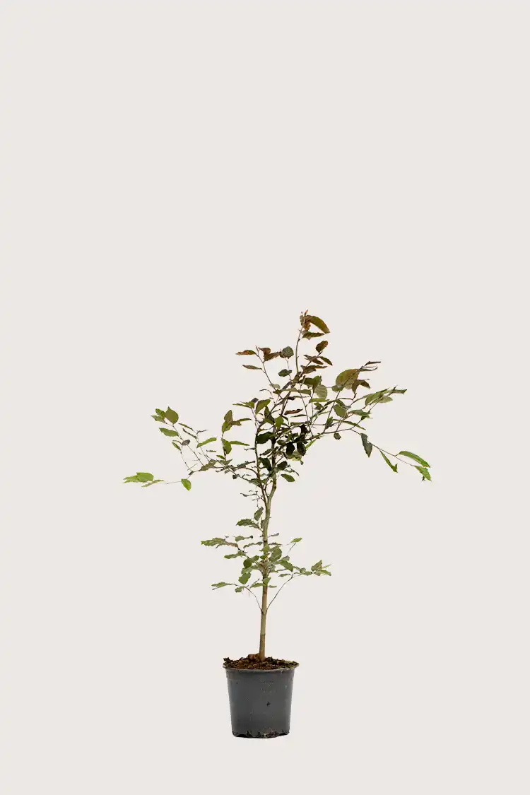 Blodbøk hekk Budsjettpakke i potte 40-80cm - Gir umiddelbar innsyn