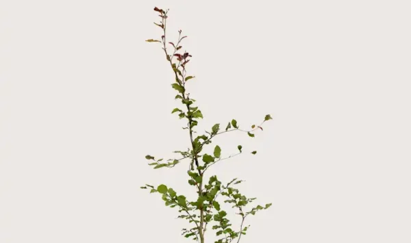 Blodbøk hekk Budsjettpakke i potte 80-120cm - Gir umiddelbar innsyn