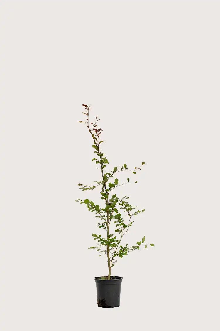 Blodbøk hekk Budsjettpakke i potte 80-120cm - Gir umiddelbar innsyn