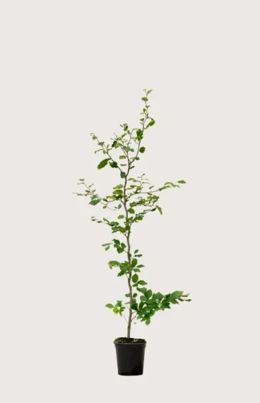 Vanlig bøk hekk Budsjettpakke i potte 120-160cm - Gir umiddelbar innsyn