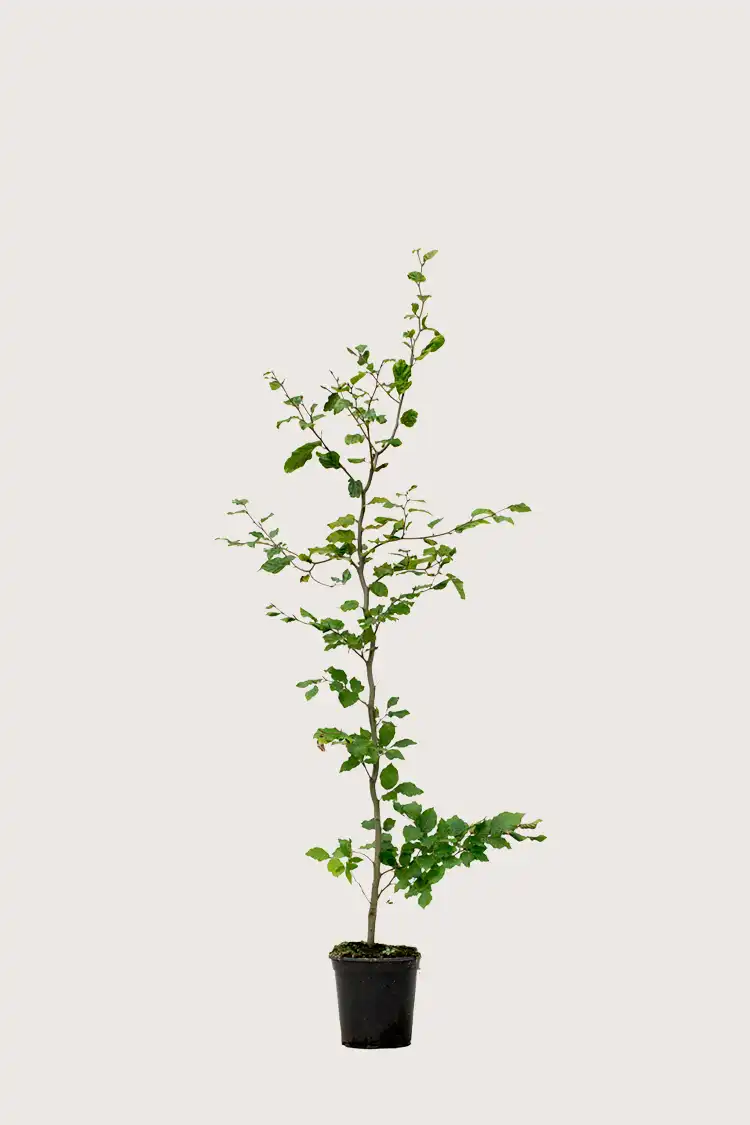 Vanlig bøk hekk Budsjettpakke i potte 120-160cm - Gir umiddelbar innsyn