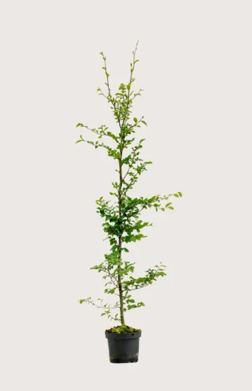 Vanlig bøk hekk Budsjettpakke i potte 200-240cm - Gir umiddelbar innsyn