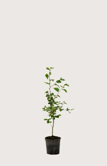 Vanlig bøk hekk Budsjettpakke i potte 40-80cm - Gir umiddelbar innsyn