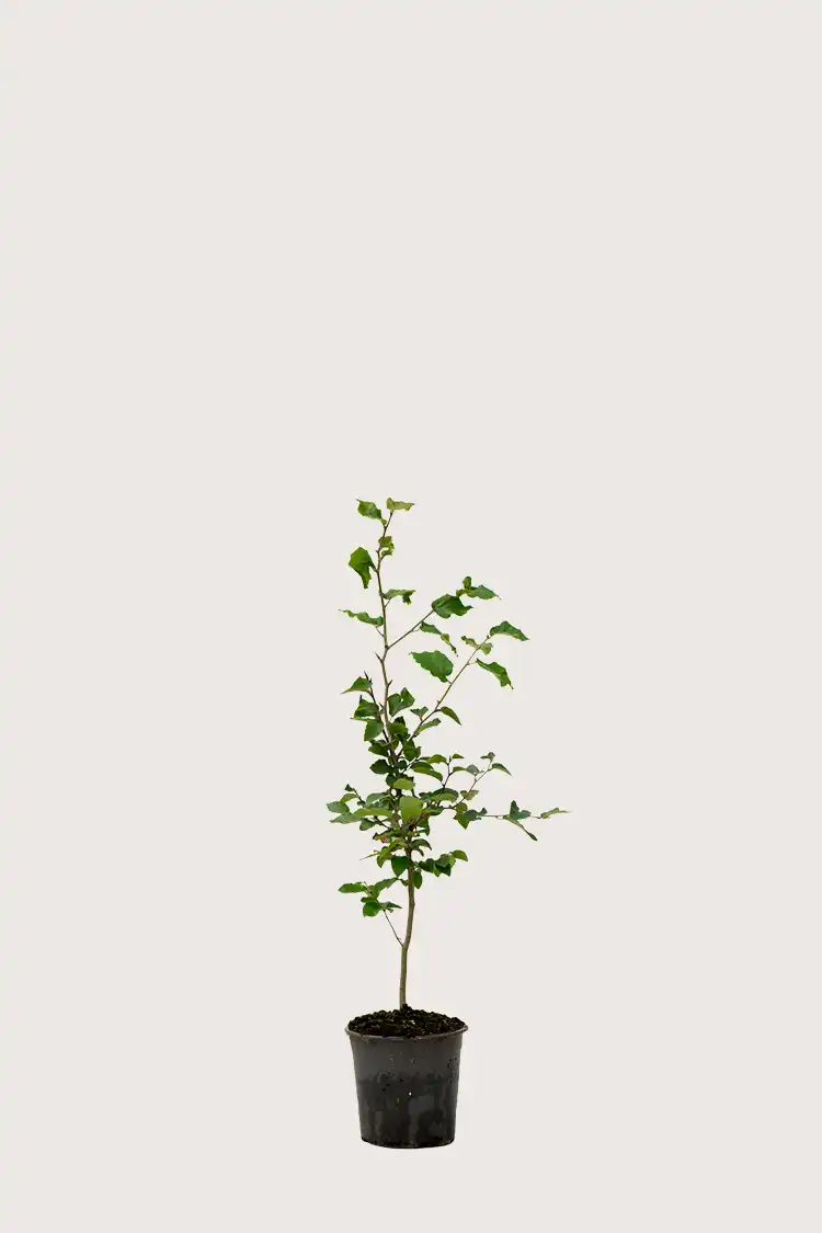 Vanlig bøk hekk Budsjettpakke i potte 40-80cm - Gir umiddelbar innsyn