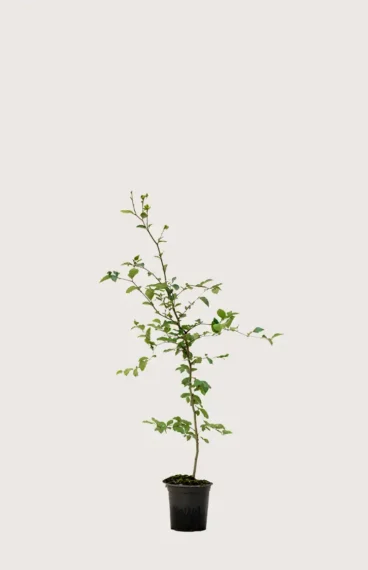 Vanlig bøk hekk Budsjettpakke i potte 80-120cm - Gir umiddelbar innsyn