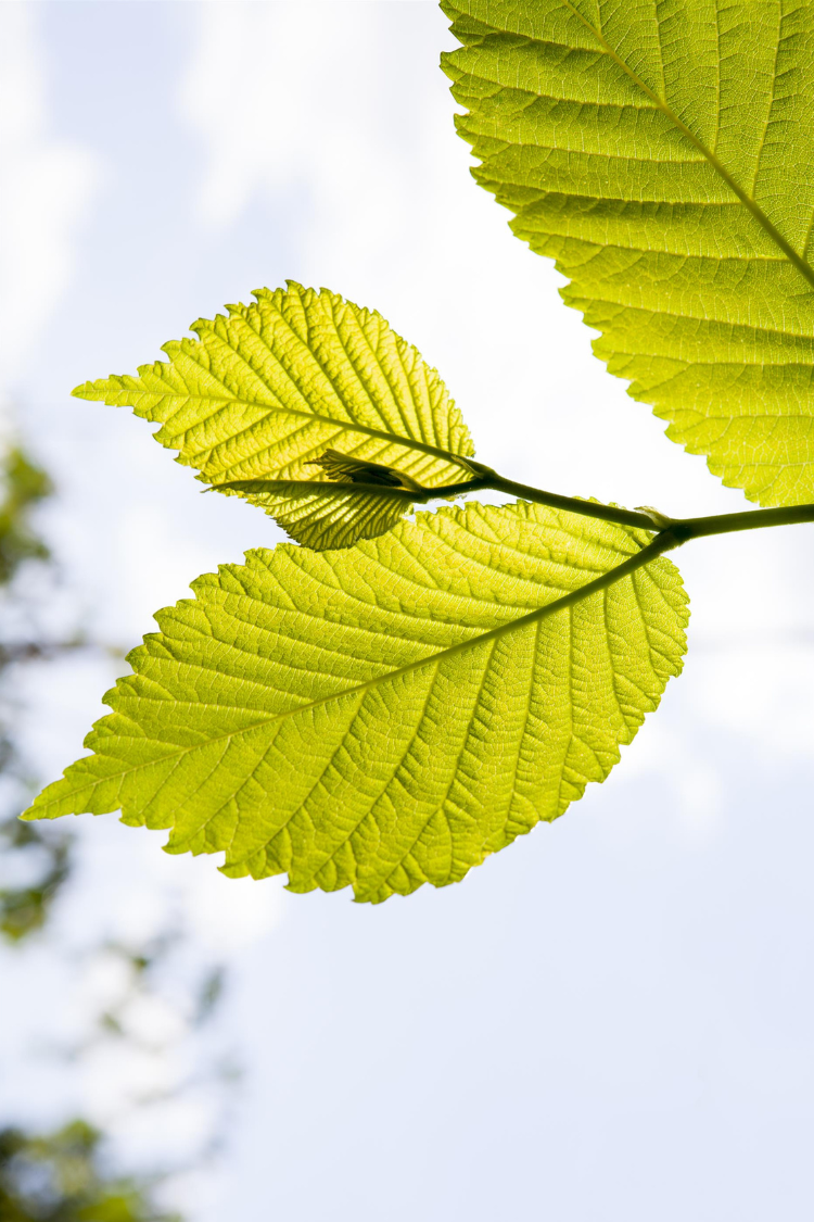 Carpinus Betulus detail