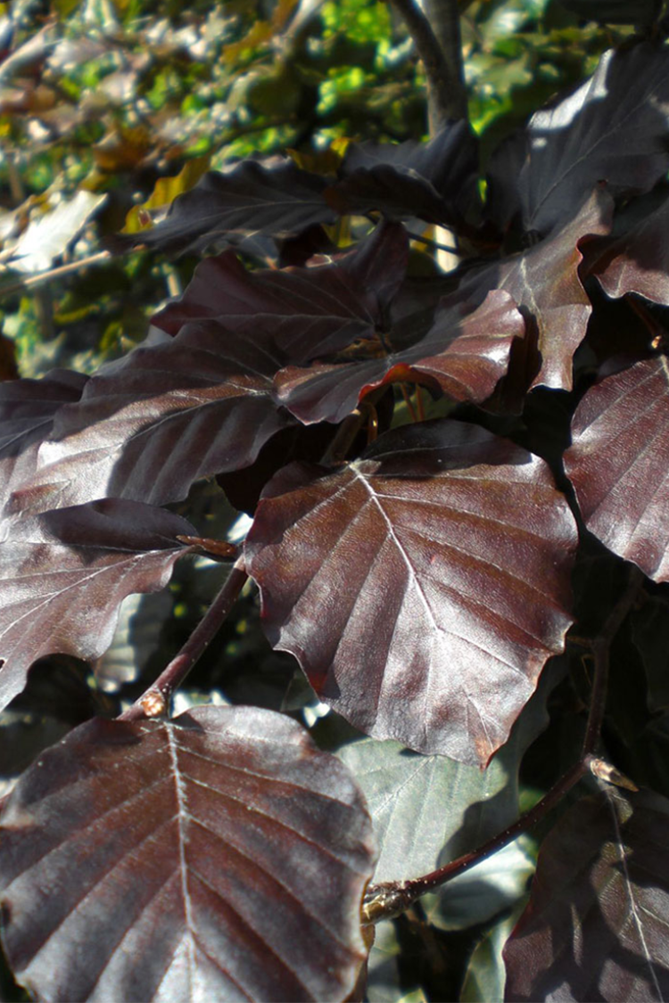 Fagus sylvatica atropunicea detail