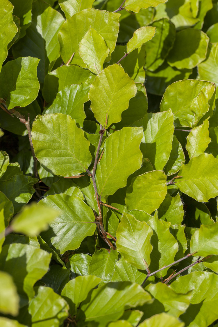Fagus Sylvatica detail