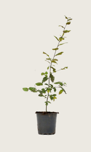 Carpinus betulus 160-190