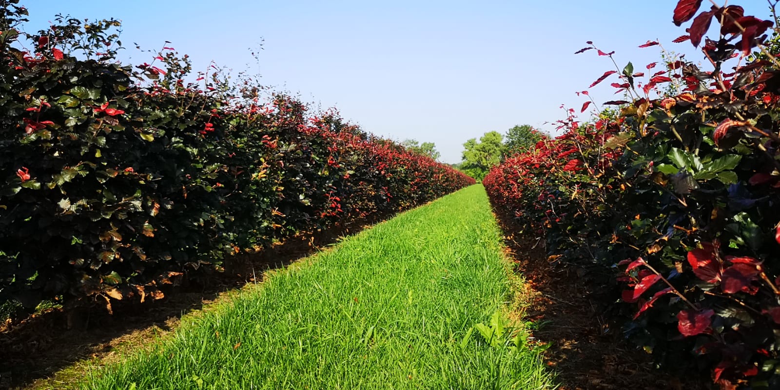 Fagus sylvatica Atropunicea hekk