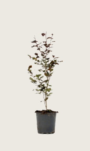 Fagus sylvatica atropunicea 130-160