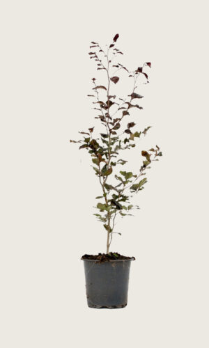 Fagus sylvatica atropunicea 160-190