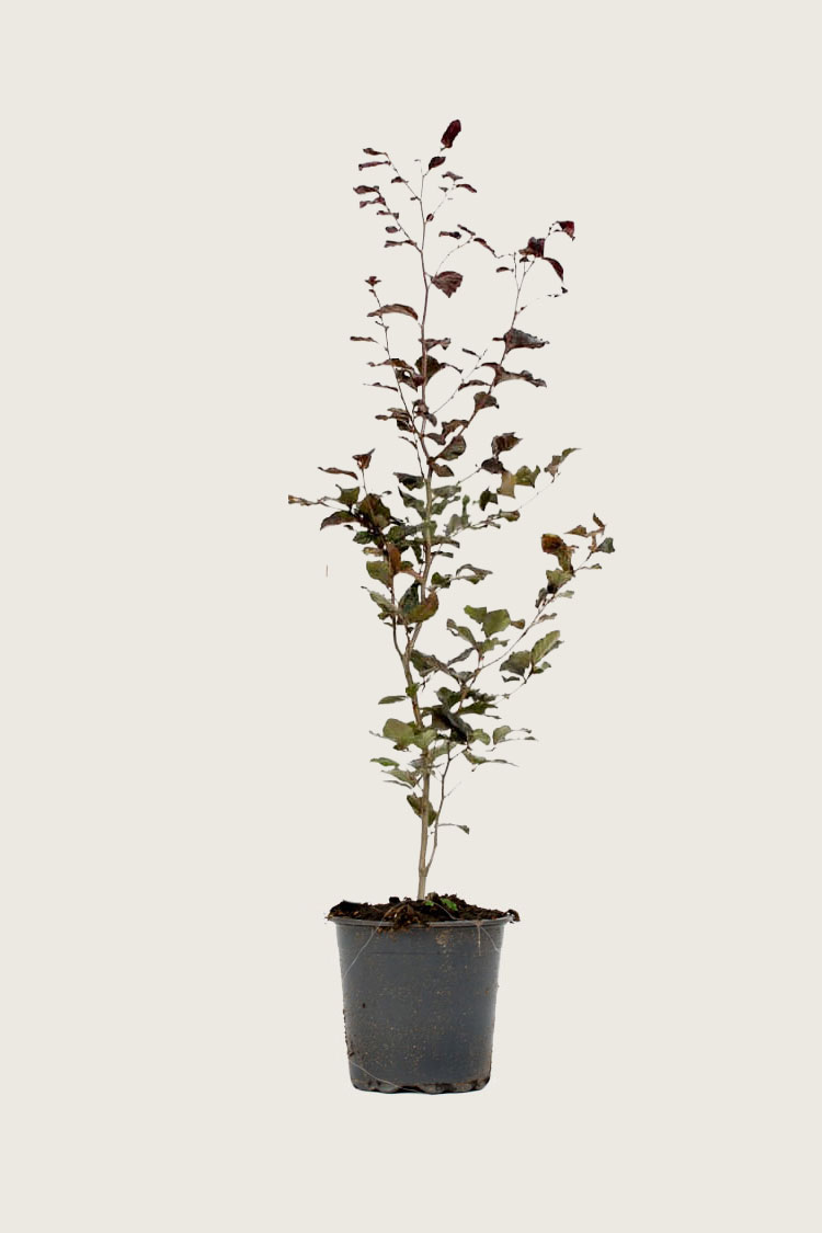 Fagus sylvatica atropunicea 160-190