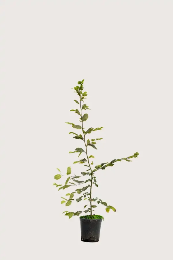 Agnbøk hekk Grenet i potte 80-120cm - Gir umiddelbar innsyn