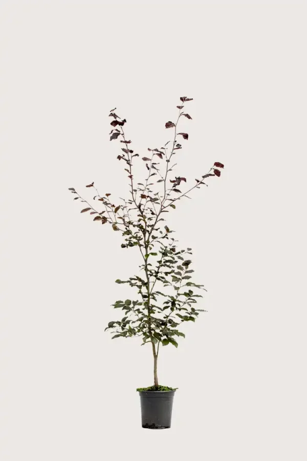 Blodbøk hekk Grenet i potte 120-160cm - Gir umiddelbar innsyn