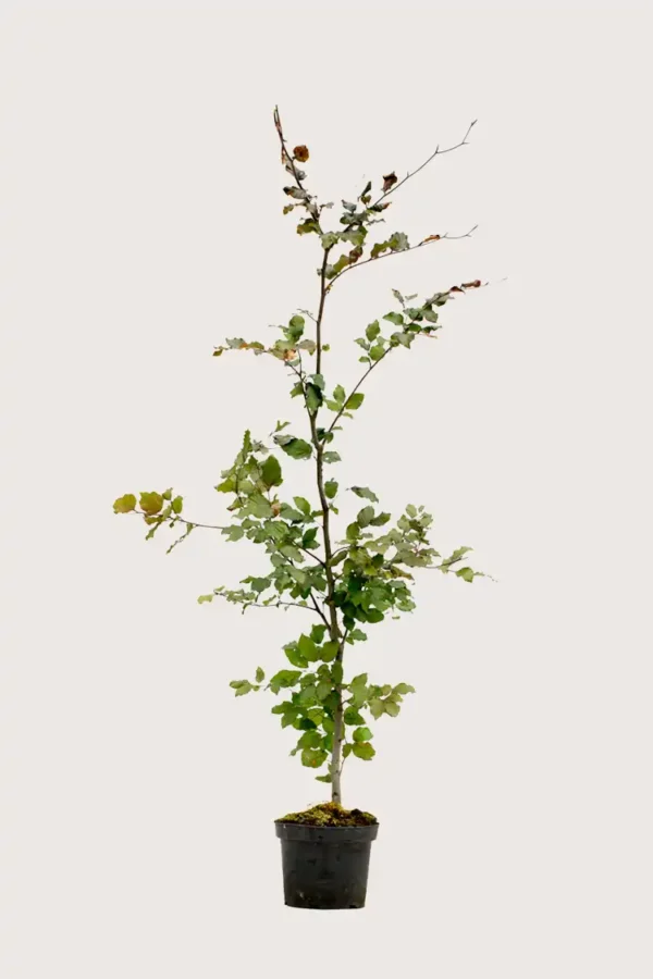 Blodbøk hekk Grenet i potte 160-200cm - Gir umiddelbar innsyn