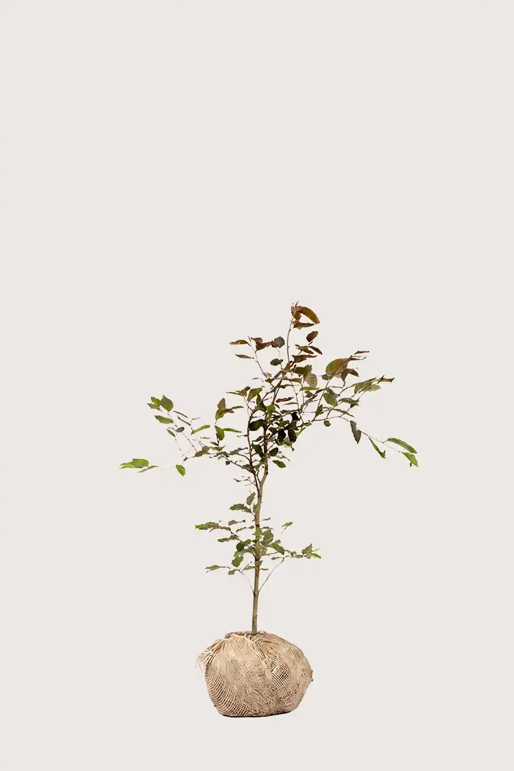 Blodbøk hekk Budsjettpakke med rotball 40-80cm - Gir umiddelbar innsyn