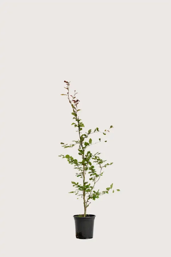 Blodbøk hekk Grenet i potte 80-120cm - Gir umiddelbar innsyn