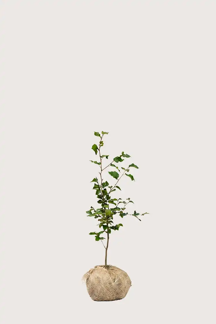 Vanlig bøk hekk Budsjettpakke med rotball 40-80cm - Gir umiddelbar innsyn